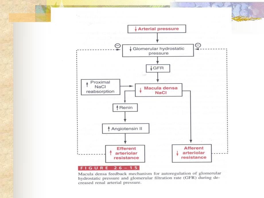 肾脏泌尿功能的调节.ppt_第3页