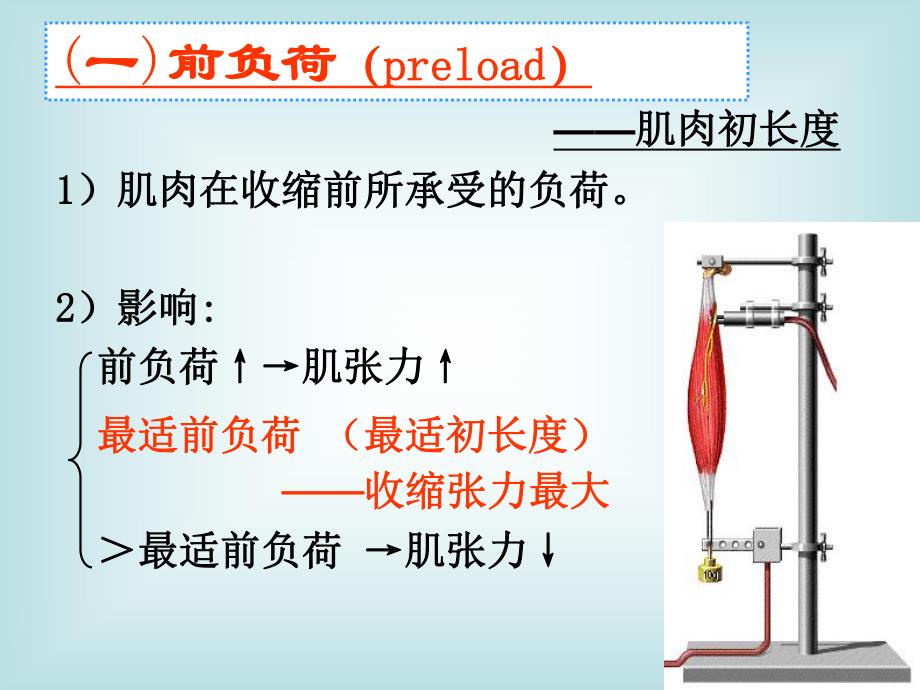 血液循环2.ppt_第3页