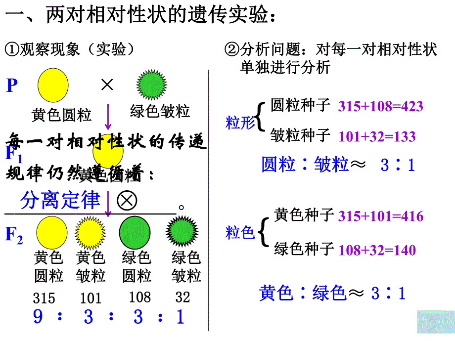 自由组合定律上课课件.ppt_第3页