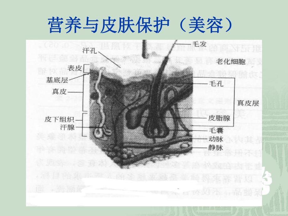 营养与皮肤的关系.ppt_第3页