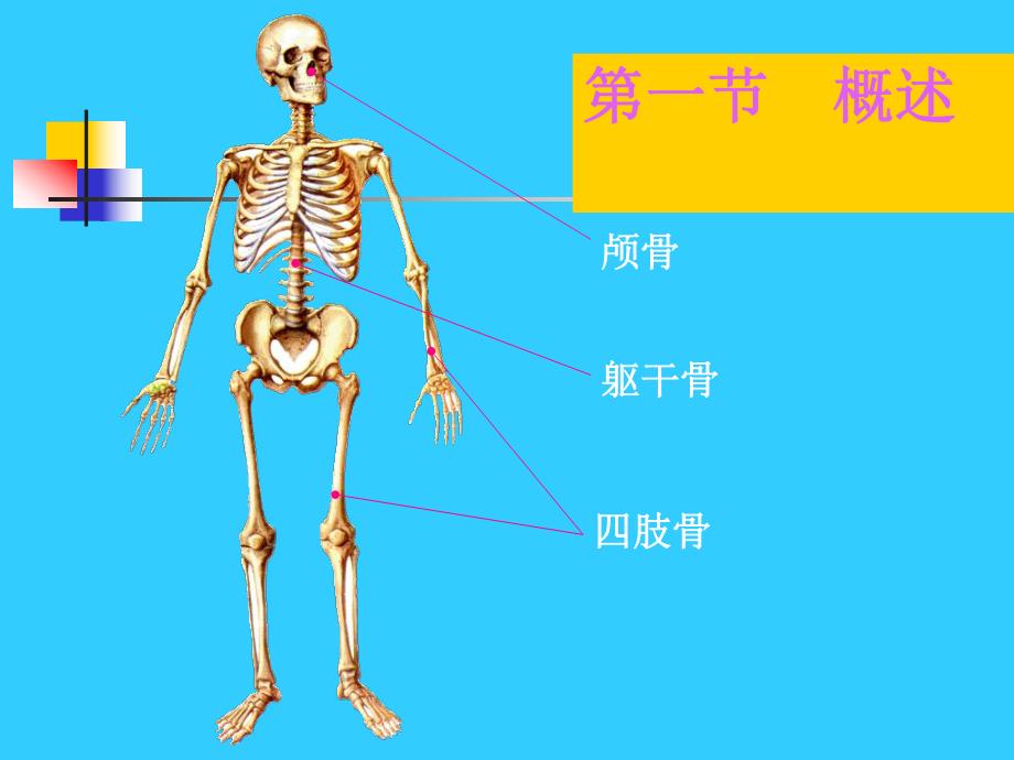 躯干骨和四肢骨.ppt_第3页