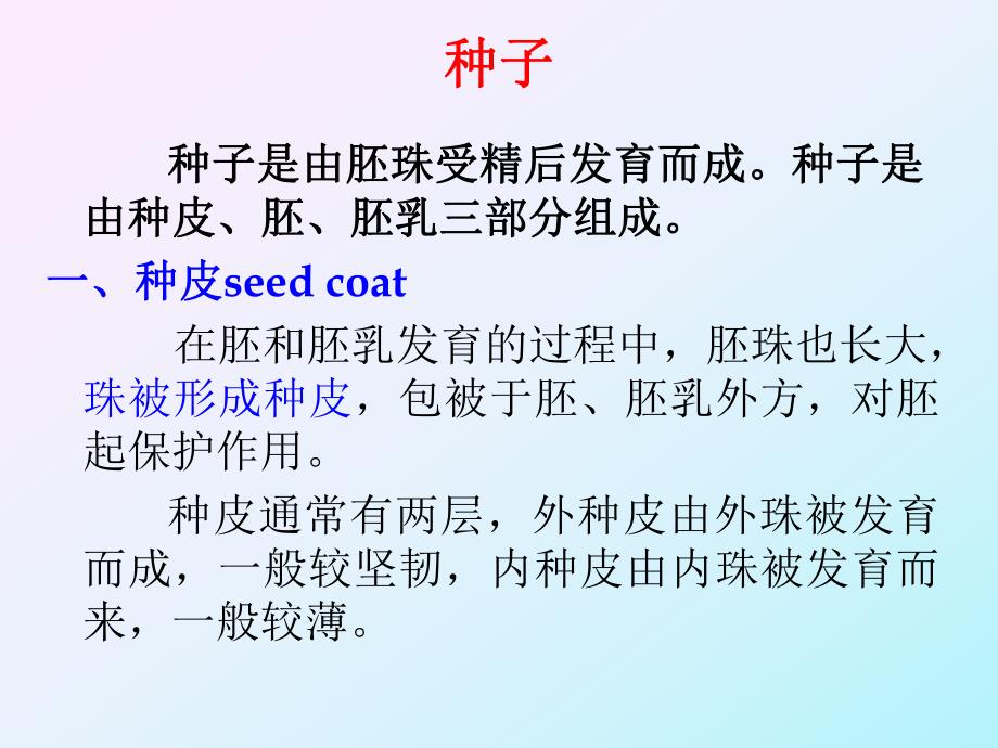 药用植物学课件植物种子.ppt_第3页