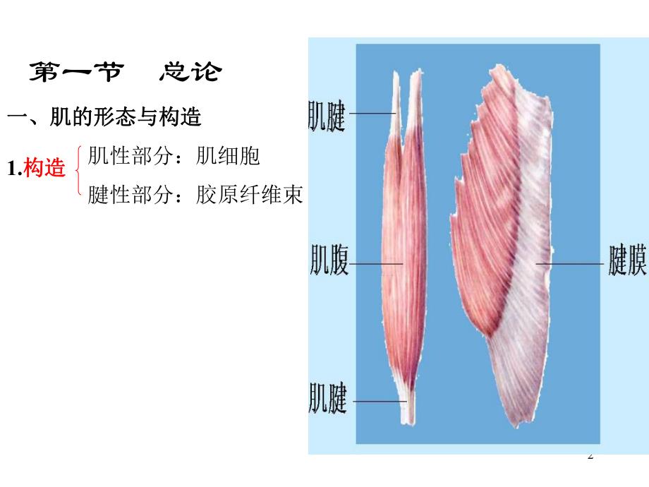 运动解剖学肌学.ppt_第2页