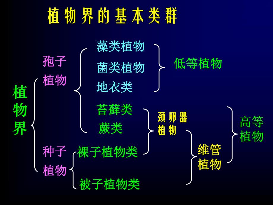 药植被子植物本.ppt_第2页