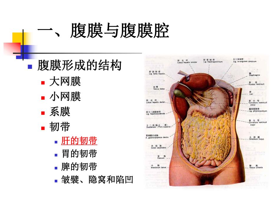 腹部的断面解剖学基础.ppt_第1页