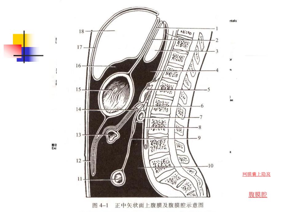 腹部的断面解剖学基础.ppt_第2页