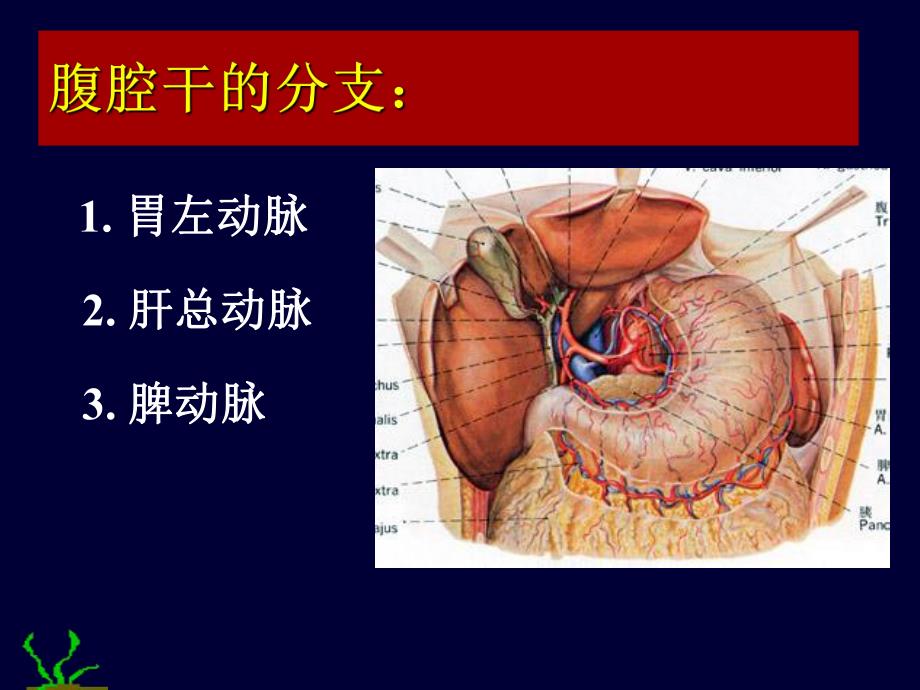 腹部结肠上下区.ppt_第3页