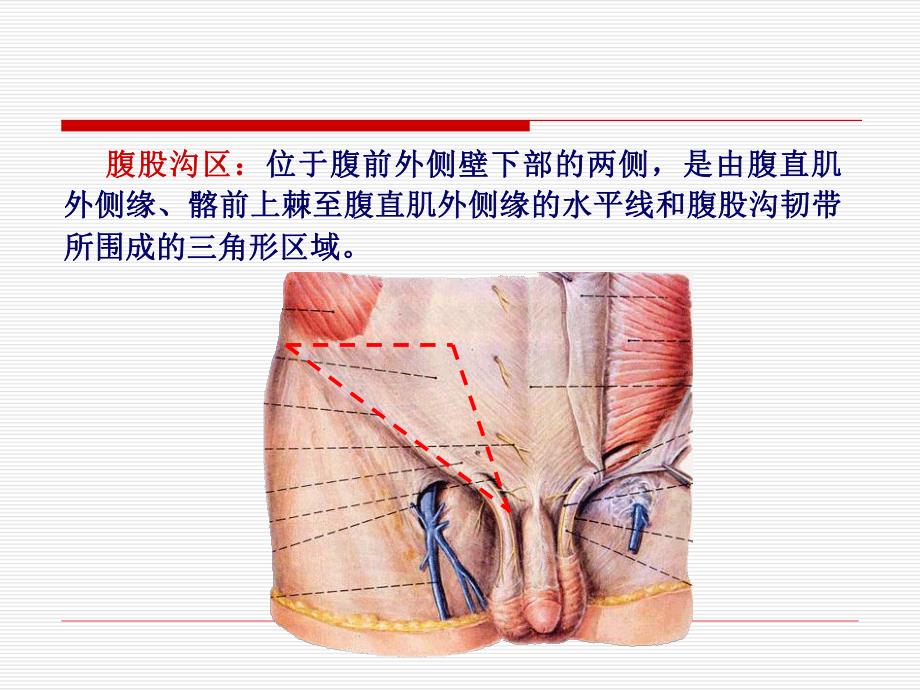 腹股沟区和阴囊.ppt_第2页