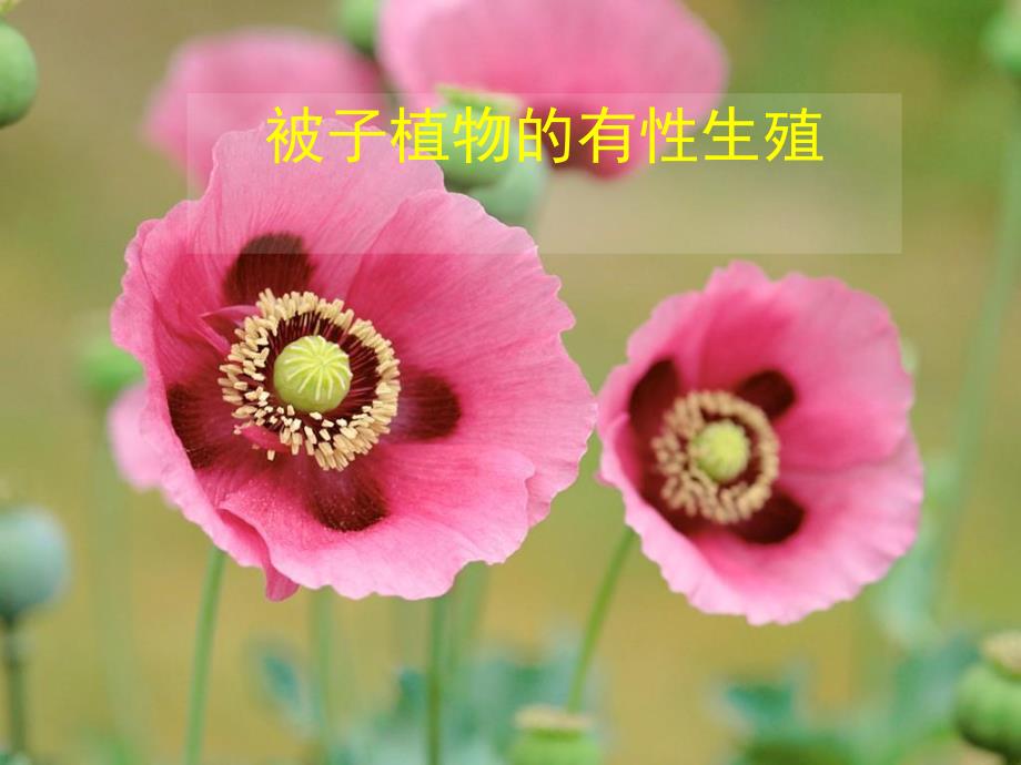 被子植物的有性生殖.ppt_第1页