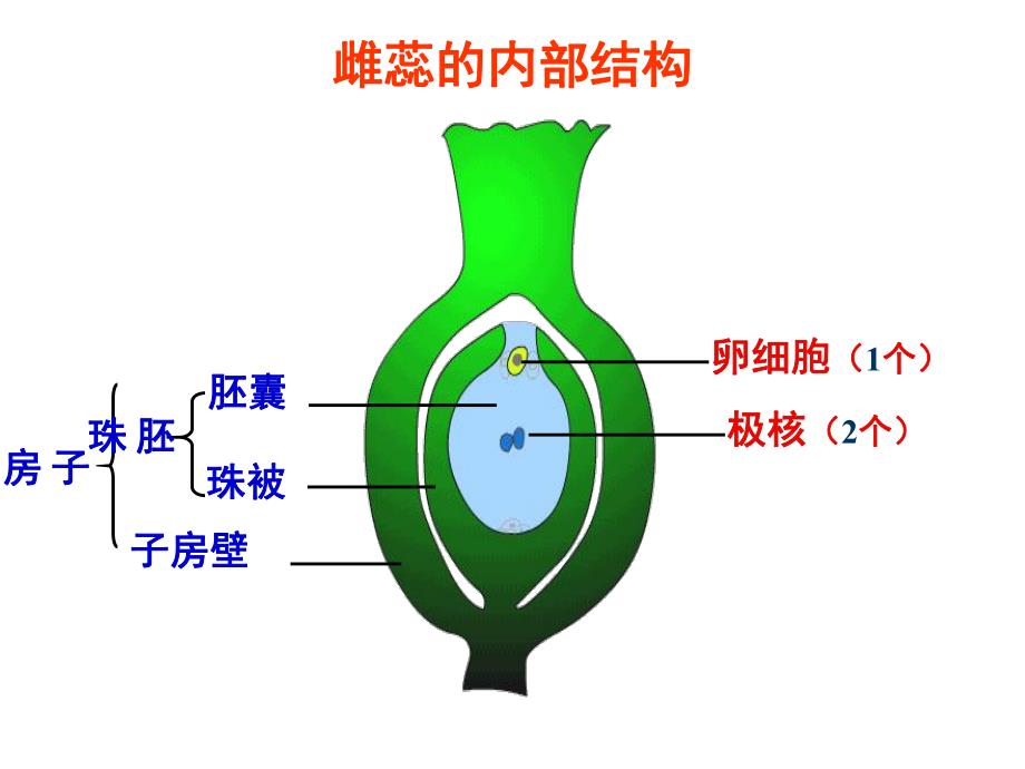 被子植物的有性生殖.ppt_第3页