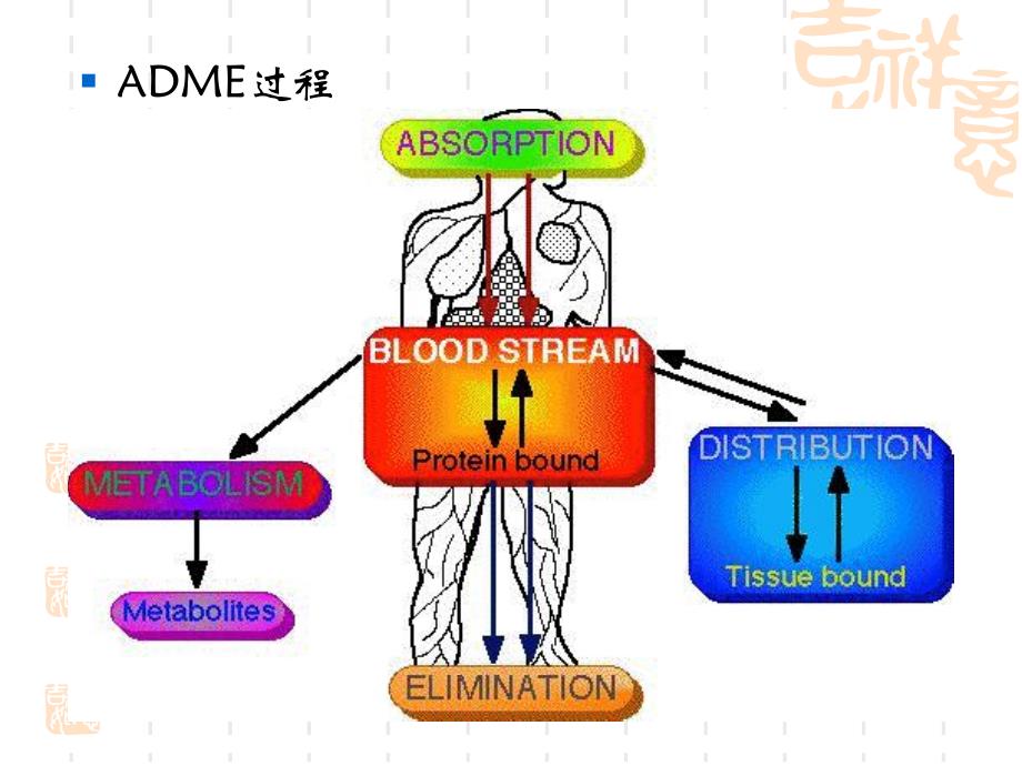 药动学总论ADME.ppt_第3页