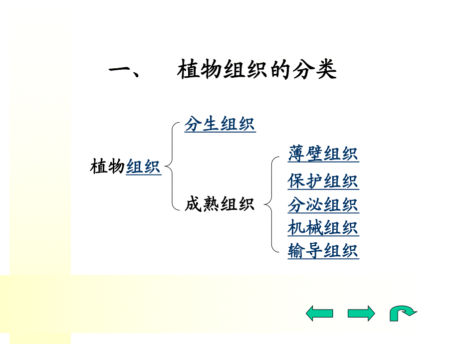 药用植物学专科课件二植物组织.ppt_第2页