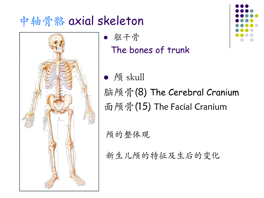 运动系统解剖颅骨及其连接浙江大学医学院英文课件.ppt_第2页