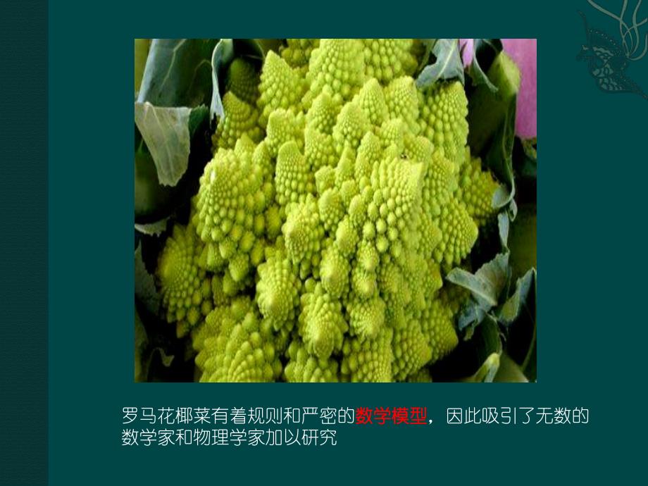 自然界十大奇异植物.ppt_第3页