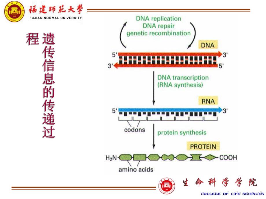 蛋白质表达1.ppt_第3页