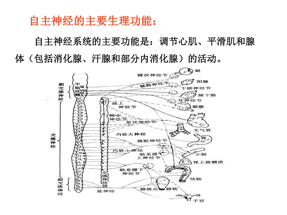 自主神经系统.ppt_第3页