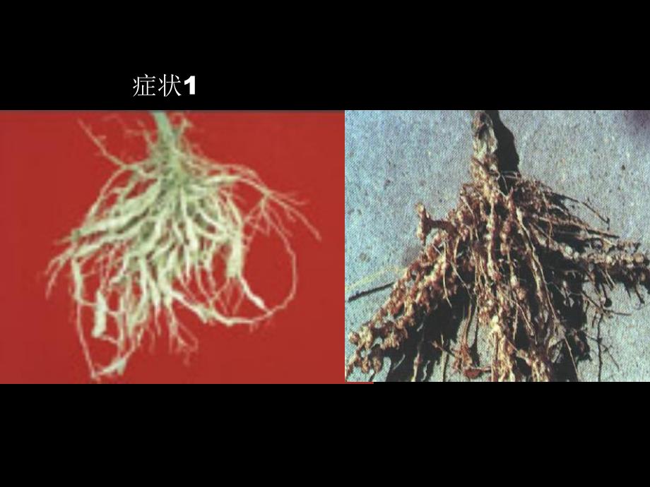 蔬菜根结线虫病.ppt_第3页