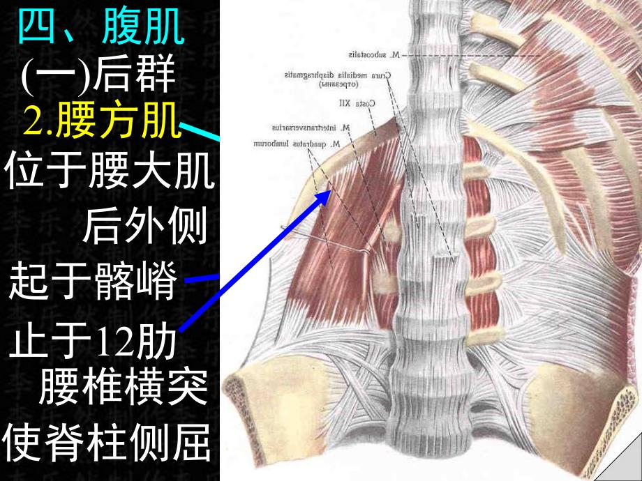 躯干肌上下肢肌.ppt_第2页