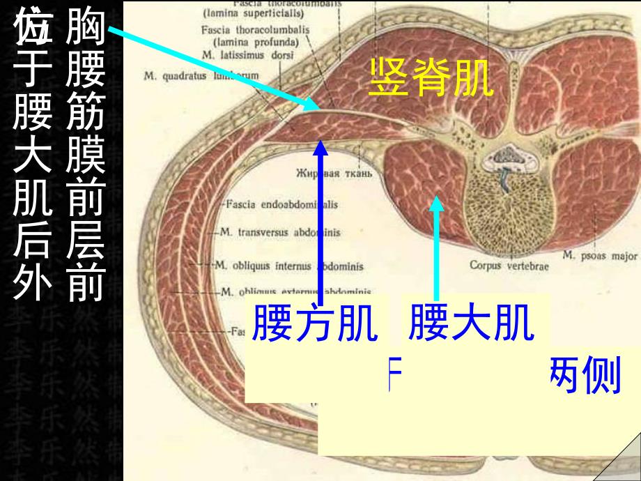 躯干肌上下肢肌.ppt_第3页