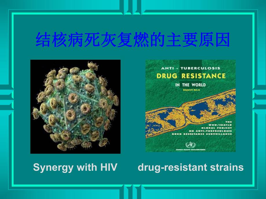 药理学精品教学汕头大学第四十四章抗结核病药.ppt_第3页