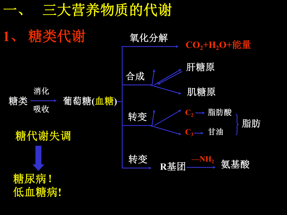 营养物质转变公开课1115.ppt_第2页