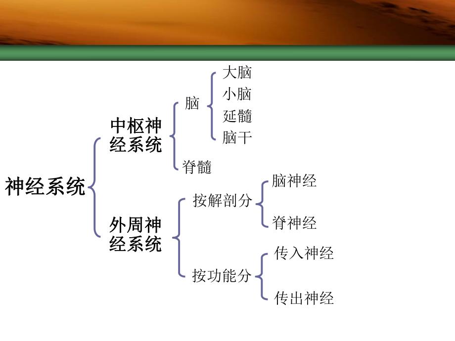 药理学传出神经系统概述.ppt_第2页