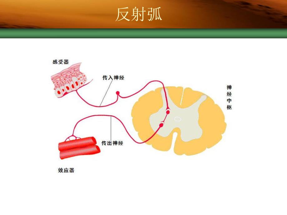 药理学传出神经系统概述.ppt_第3页