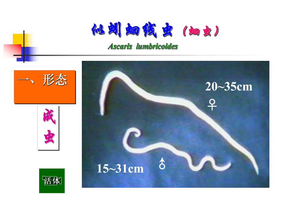 蛔虫鞭虫钩虫.ppt_第3页