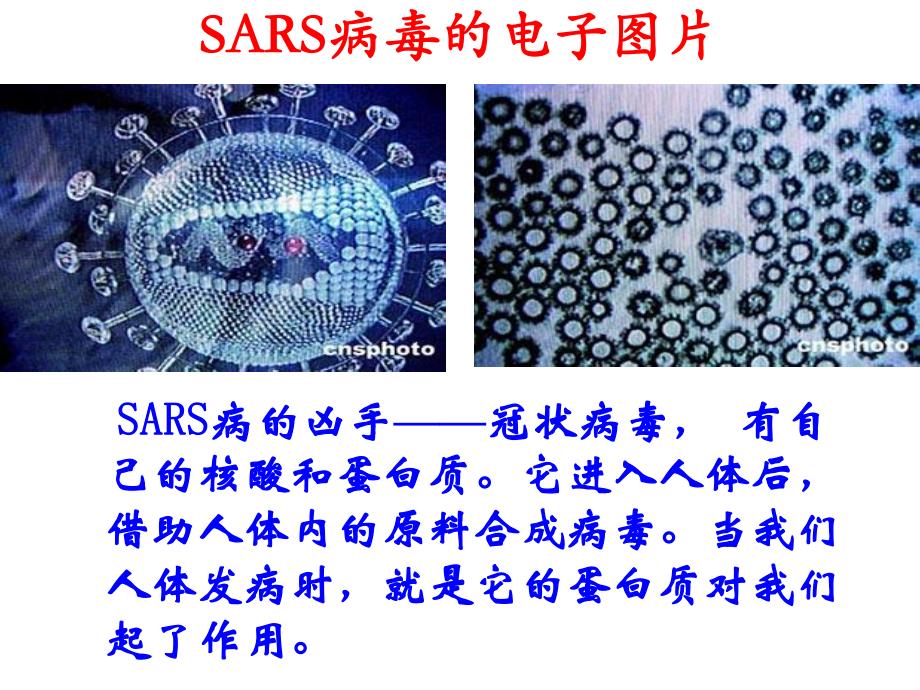 蛋白质和核酸2.ppt_第2页