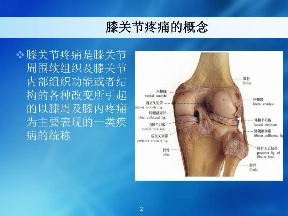 膝关节疼痛的诊疗.ppt_第2页