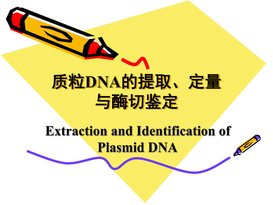 质粒提取定量与酶切鉴定.ppt_第1页