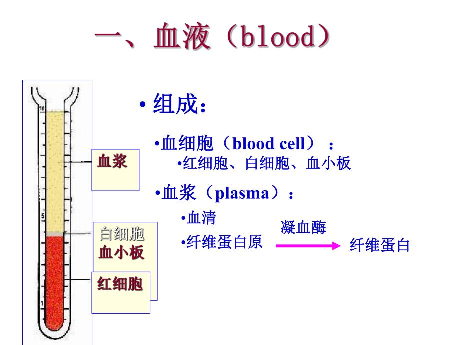 血液与发生.ppt_第2页