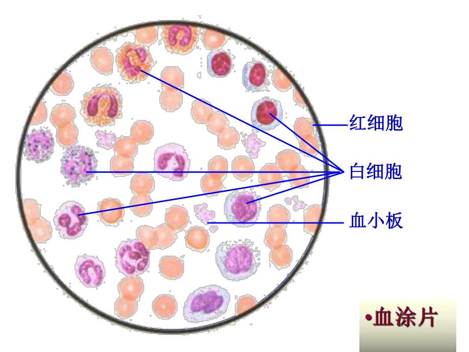 血液与发生.ppt_第3页