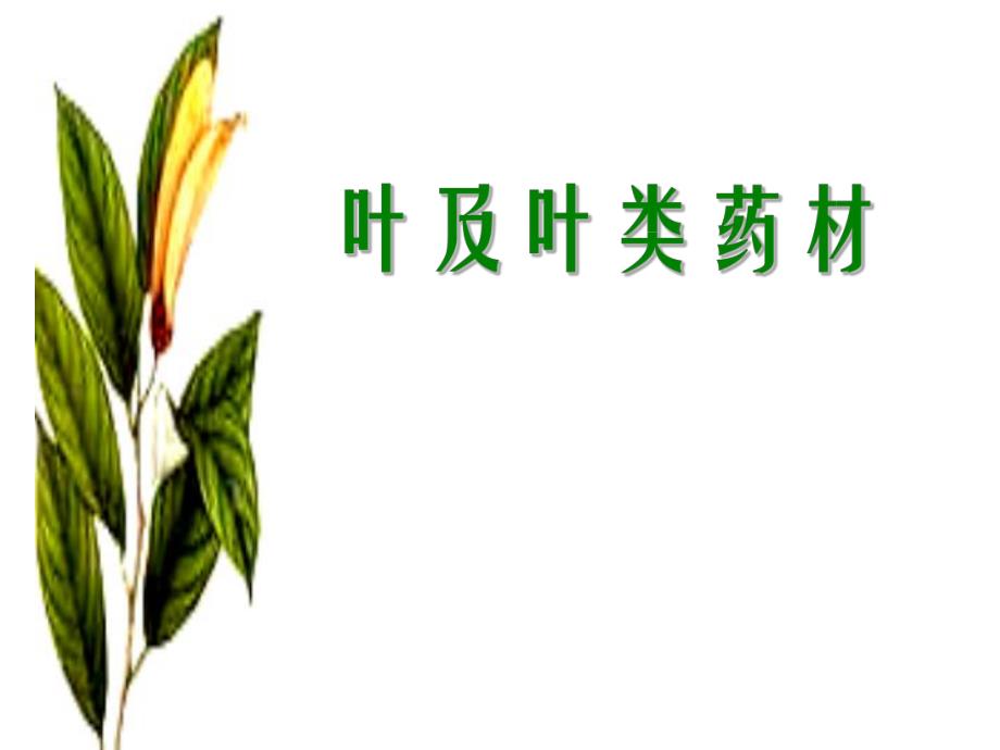 药用植物学叶及叶类药材.ppt_第2页