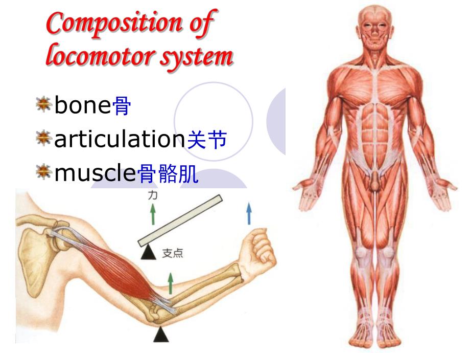 运动系统总论osteologyThebonesoftrunk.ppt_第2页