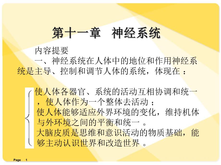 解剖学课件神经系统.ppt_第1页