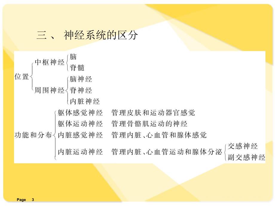 解剖学课件神经系统.ppt_第3页