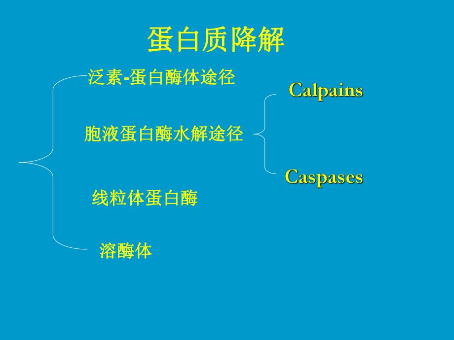 蛋白降解途径.ppt_第2页