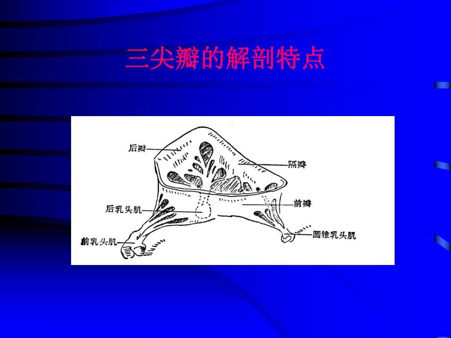 自体三尖瓣后叶材料在主动脉瓣和二尖瓣成形中的初步临床应用.ppt_第2页