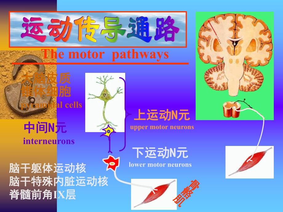 运动传导通路.ppt_第1页