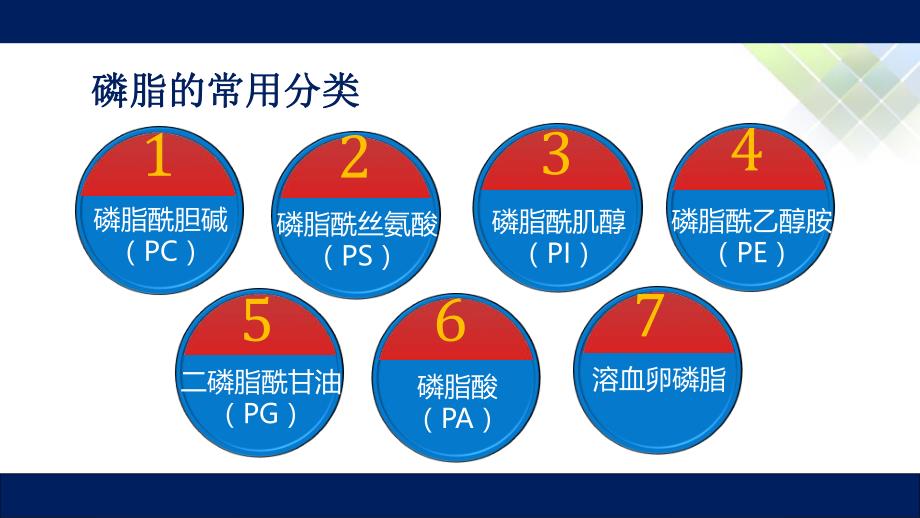 解密磷脂磷脂酰胆碱和磷脂酰丝氨酸.ppt_第3页