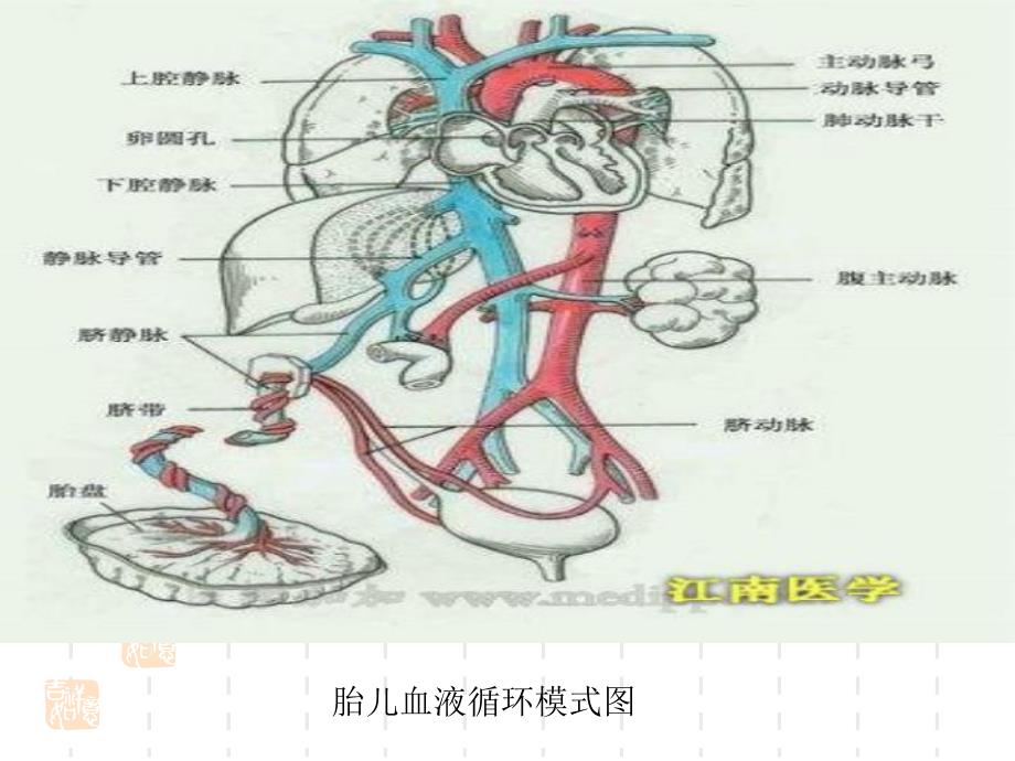 药物在胎儿体内的分布.ppt_第3页