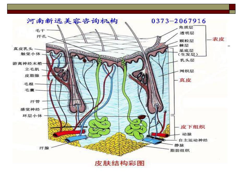 营养健康与美容.ppt_第3页