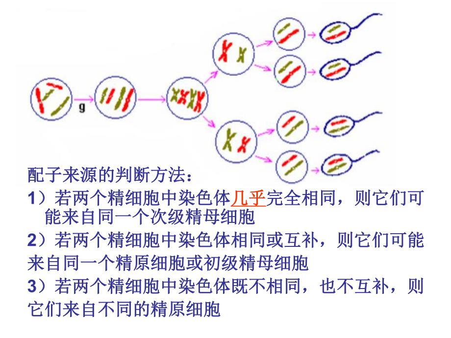 被子植物的双受精作用.ppt_第3页