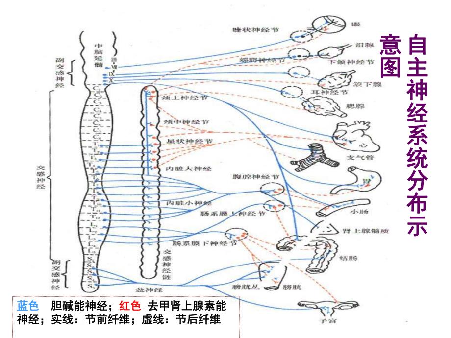 药理学第五至九章.ppt_第2页