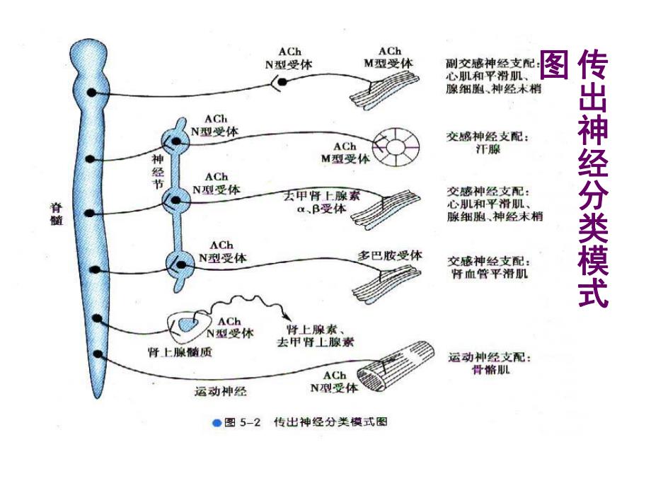 药理学第五至九章.ppt_第3页