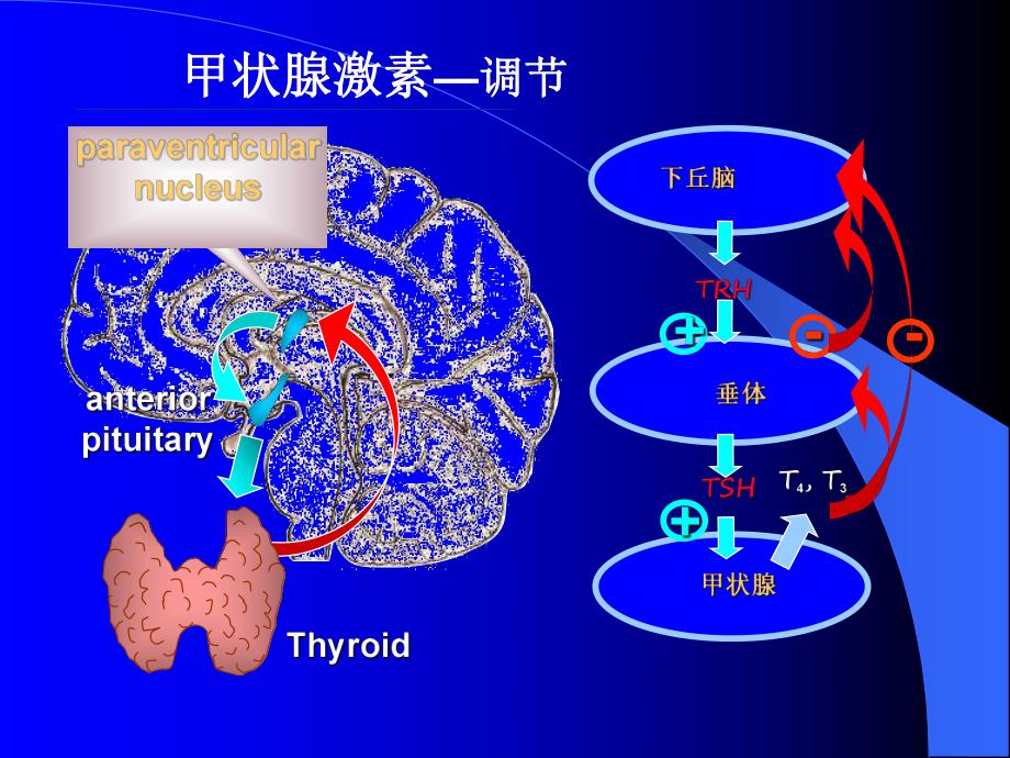 药理学第2版36甲状腺.ppt_第3页