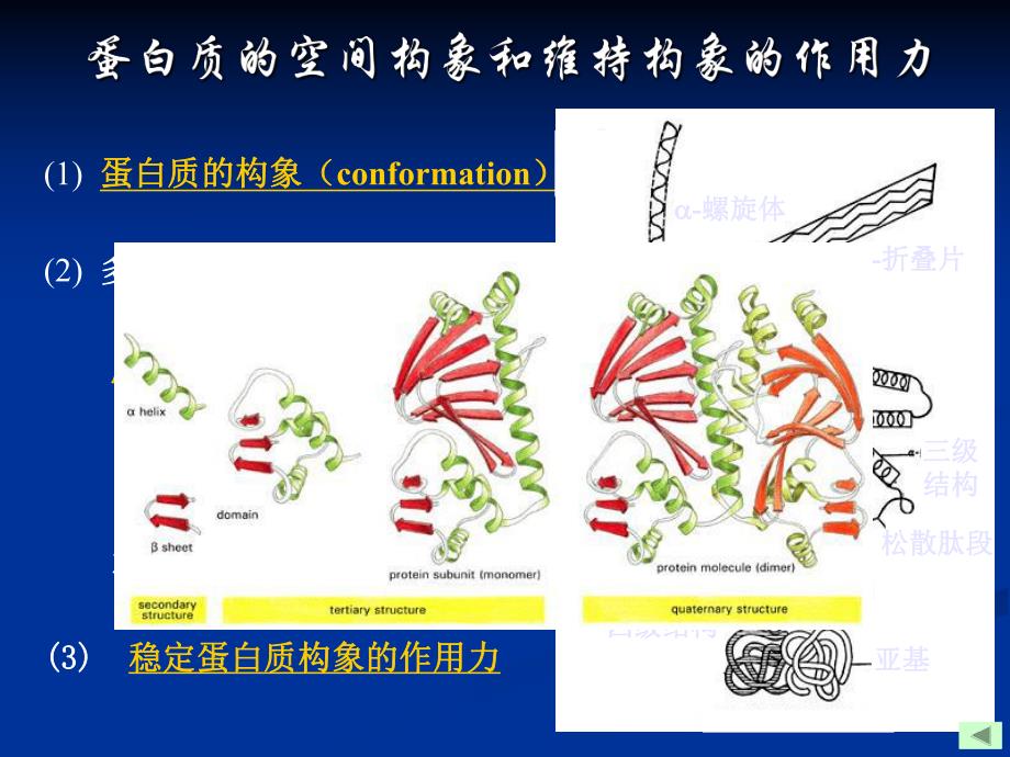 蛋白质分子中的超二级结构.ppt_第3页