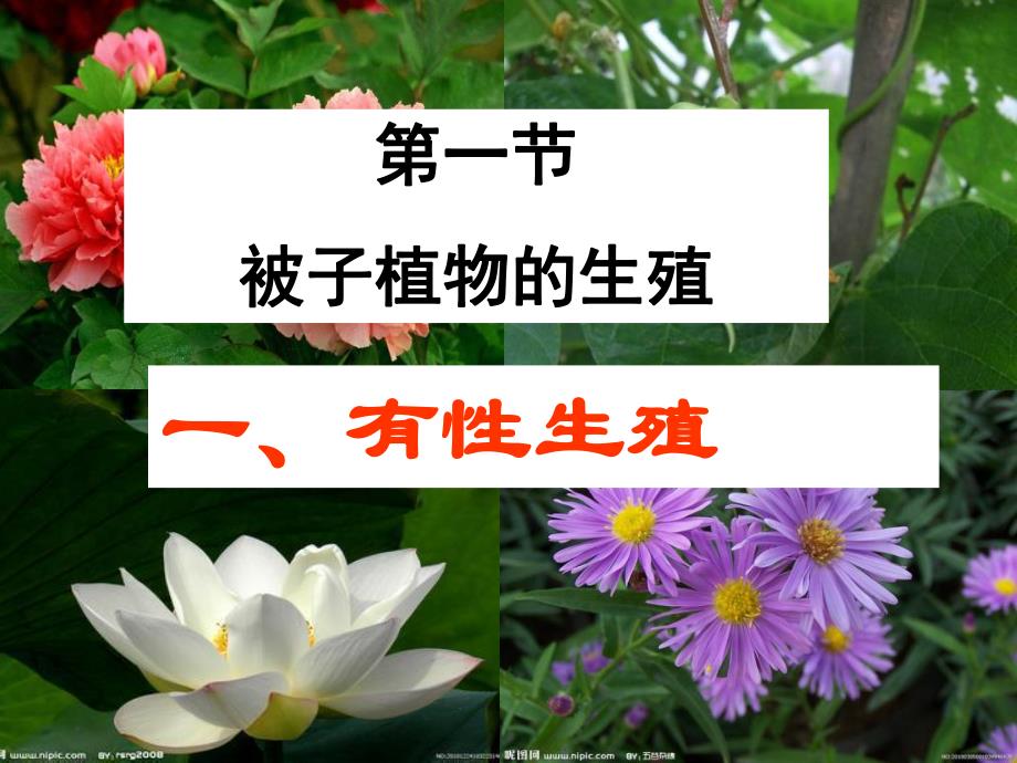 被子植物的生殖.ppt_第1页