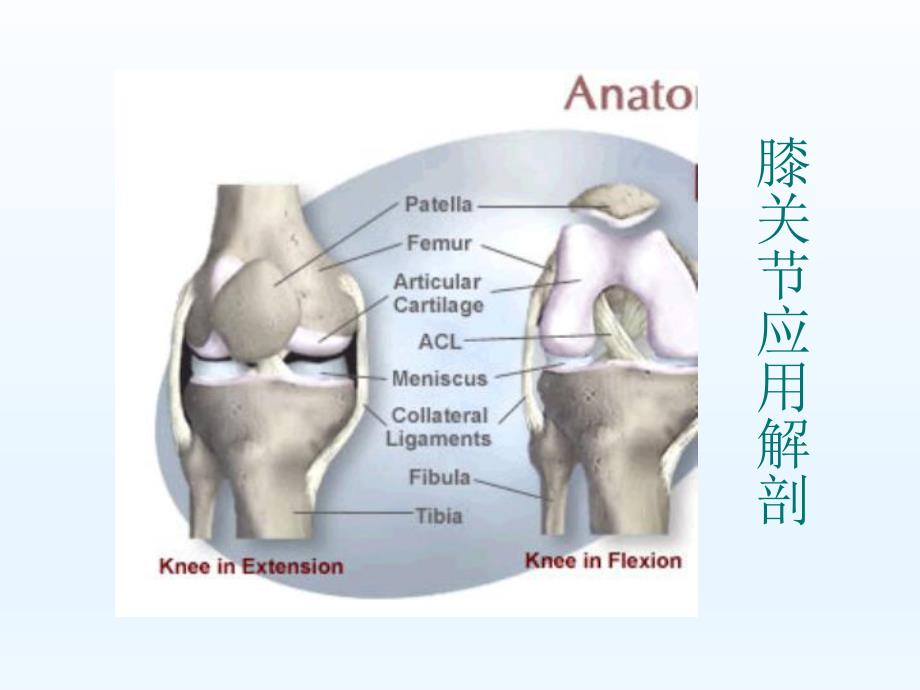 膝关节常见损伤的康复治疗.ppt_第3页